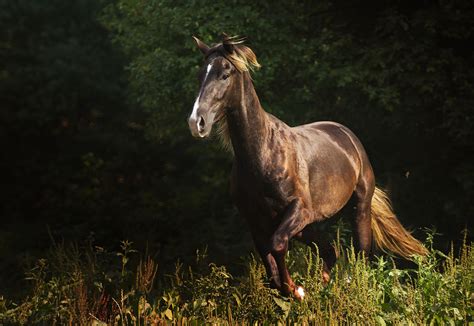 10 Best Horse Breeds for First-Time Owners & Riders - EU-Vietnam ...