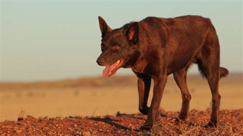 'Extraordinary': Final Red Dog film pays tribute to a beloved kelpie