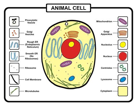 Function of Cytoplasm and Its Various Components