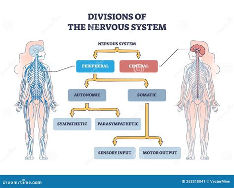 Diagram Of The Nervous System Labeled