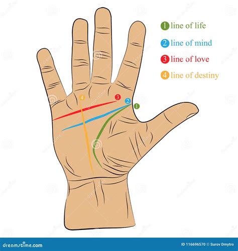 Chiromancy Hand With Lines Of Life, Love, Mind And Destiny. Palmistry ...