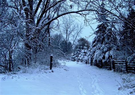 Snowy Day Free Stock Photo - Public Domain Pictures