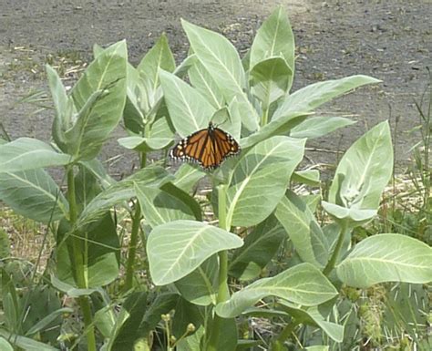 NATIVE MILKWEED FOR MONARCH BUTTERFLY RECOVERY - Klamath Siskiyou Native Seeds