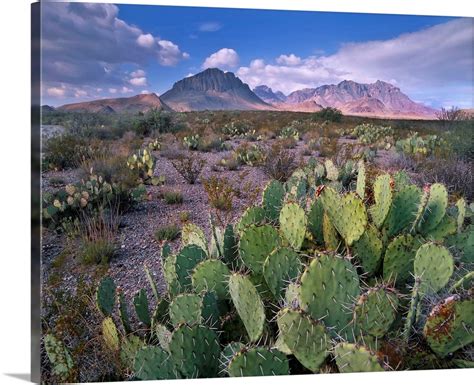 Opuntia cactus, Chisos Mountains, Big Bend National Park, Chihuahuan Desert, Texas Wall Art ...