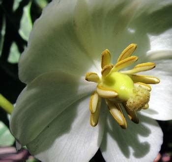 May Apple Flower by David Rogers