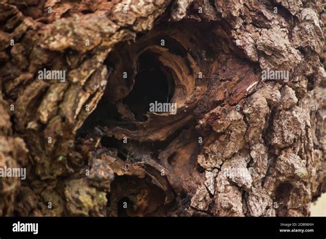 Abstraction of old tree wound Stock Photo - Alamy