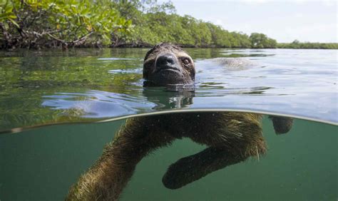 Panama's Swimming Pygmy Sloths Take to the Sea