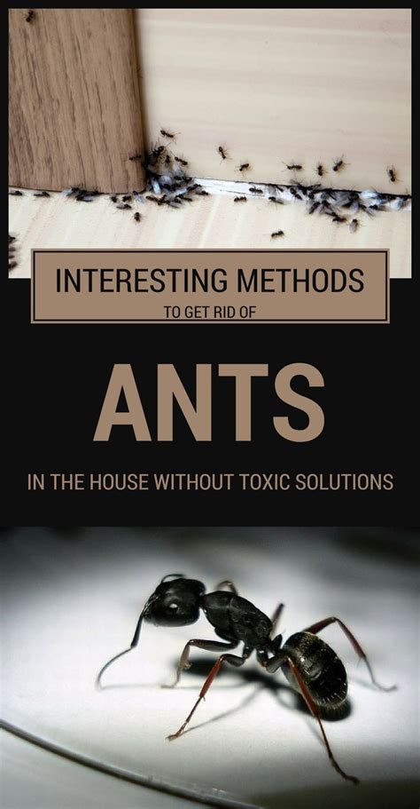 Interesting Methods To Get Rid Of Ants In The House Without Toxic Solutions ...