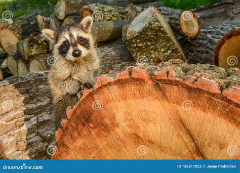 Impact of Habitat Loss on Species Stock Photo - Image of confused ...