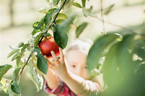 Meet the farmers: Avondale Foods - New South Wales Yoghurt Co.