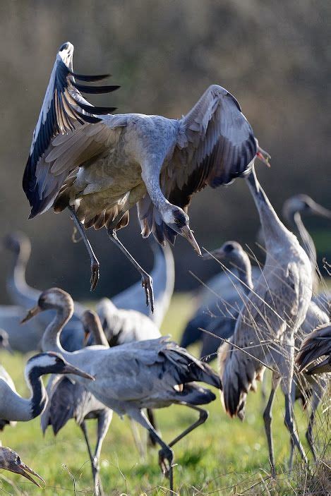 Pin de Eliane Luckmann em Fotos | Norte europeu, Habitat, Aves