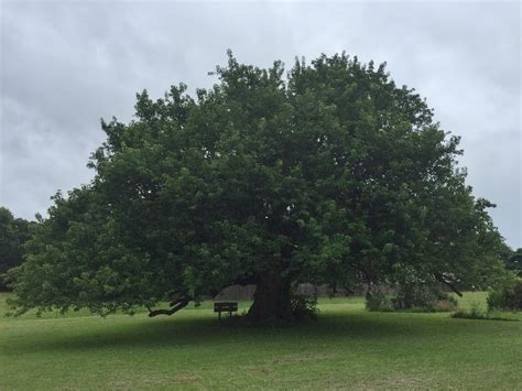 Bois D’arc Tree | Cross Timbers Urban Forestry Council