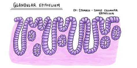 Amaseli we-glandular | I-MyPathologyReport.ca