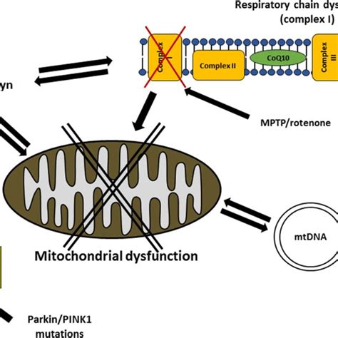 Mitochondrial dysfunction in Alzheimer’s disease. The figure summarizes ...