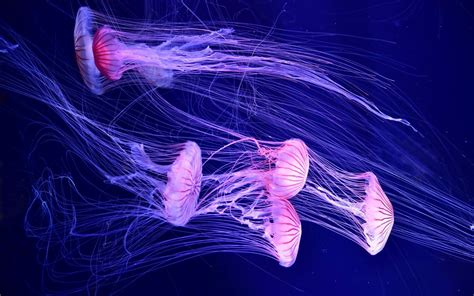 Download Animal Jellyfish HD Wallpaper