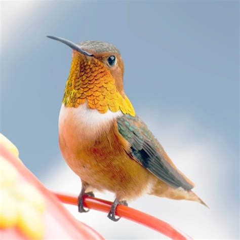 Rofous Hummingbirds migrate farther than any other North American ...