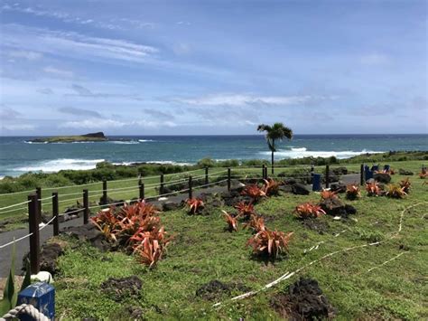 Sea Life Park Hawaii with Kids - Semi-Budget Travel®