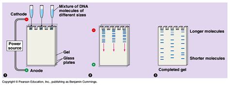 Gel Electrophoresis Lab