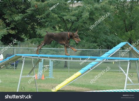 Doberman Running Over Contact Ramp Agility Stock Photo 499461 | Shutterstock