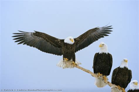 perched bald eagle | Bald eagle spreads its wings while perched on a ...