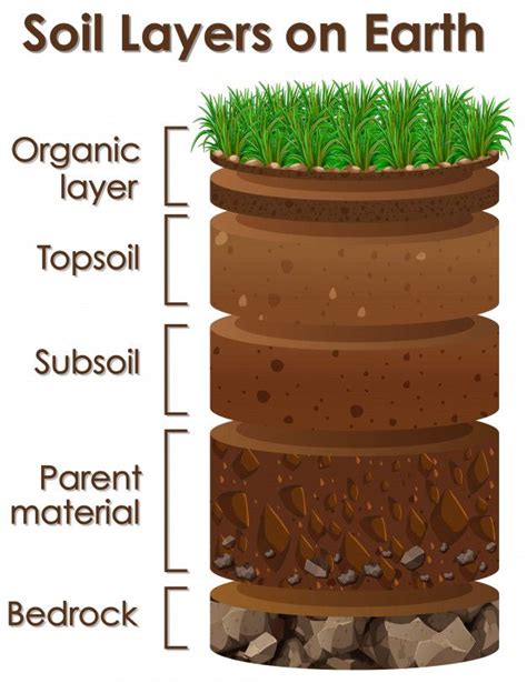 Free Vector | Diagram showing soil layers on earth | Soil layers, Soil ...