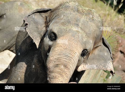 Baby Elephant Face Close Up Stock Photo - Alamy