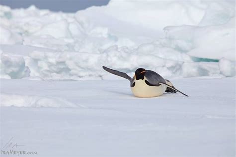 Emperor Penguin on Sea Ice | Ira Meyer Photography