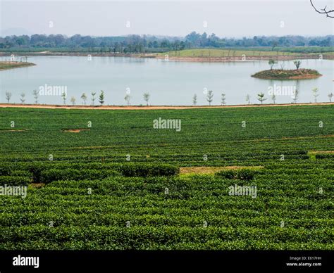 Tea plantation in Chiang Rai, Thailand Stock Photo - Alamy