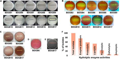 Frontiers | Hydrolytic Exoenzymes Produced by Bacteria Isolated and Identified From the ...