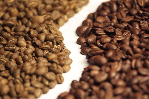 What’s the difference between Arabica and Robusta Coffee beans? | Clumsy Goat Coffee