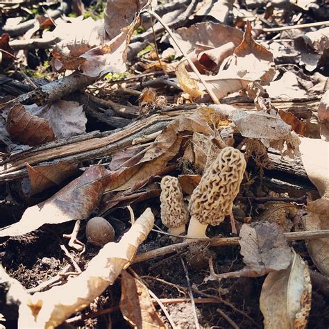 5 Signs it's Morel Mushroom Season in Indiana