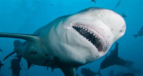 Funny Great White Shark Wallpaper - WallpaperSafari