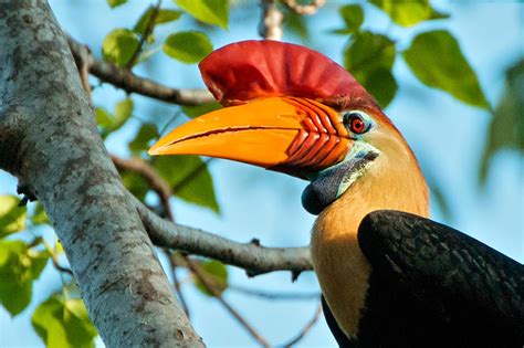 Burung Julang Sulawesi Adalah Fauna Identitas Provinsi Sulawesi Selatan - DhanyInfo.net