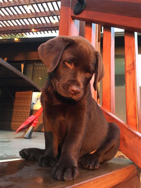 Chocolate Lab Puppies Rescue Ohio : labrador, chocolate, lab, puppy ...