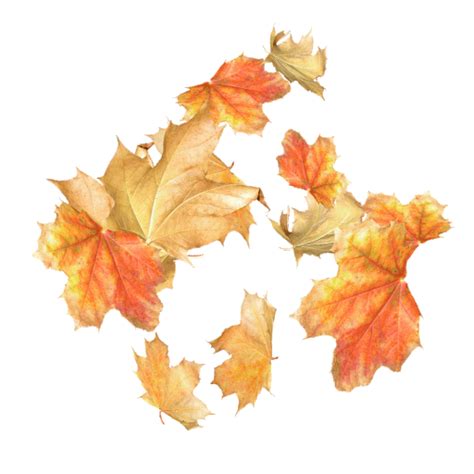 Fall Leaves Gif