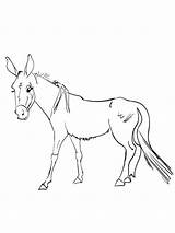 Realistic Mule Coloring Page sketch template