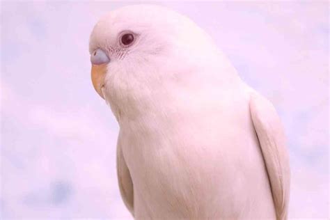 8 Reasons Why Your Budgie Is Turning Pink (And When To Panic) - Embora Pets