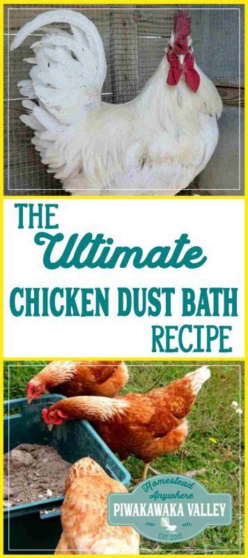 The Ultimate Chicken Dust Bath Recipe: 3 Powerful Additions your ...