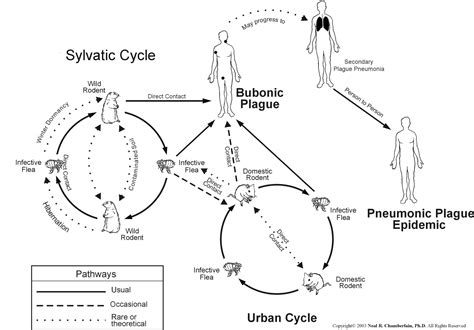 Plague: Yersinia pestis