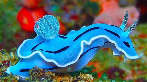 Nature is Lit on Twitter: "🔥 An extraordinarily blue nudibranch… " Cool Sea Creatures, Beautiful ...