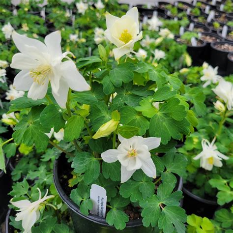 Aquilegia x hybrida 'PAS1258490' Aquilegia Earlybird™ White from Plantworks Nursery