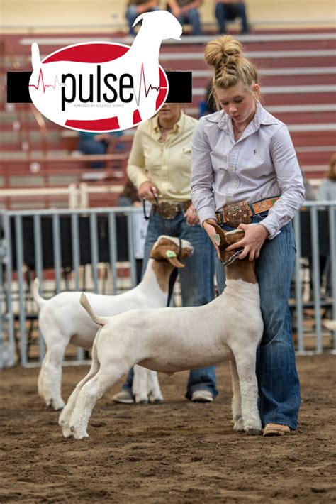 National Boer Goat Show | Top 5 Market Wethers | The Pulse