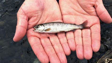 Truckloads of baby fish hauled to Oregon river in restoration plan - The Salt Lake Tribune