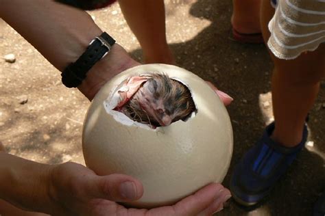 Ostrich hatching | Flickr - Photo Sharing!