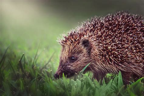 Brown Hedgehog On Green Grass · Free Stock Photo