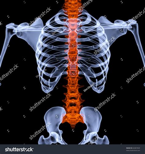 Human Skeleton Under Xrays Backbone Highlighted Stock Illustration 82807849 - Shutterstock