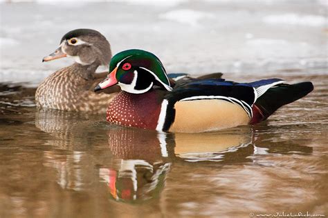 Wood Duck Pair | Male and female Wood Ducks swimming next to… | Flickr