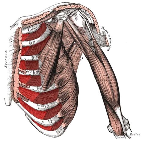 Intercostal Muscles Origin, Insertion, Action, Innervation - The Wellness Digest