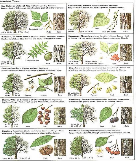 Identify trees with pictures - I like that this includes several views, including the bark of ...