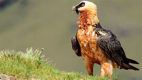 Bearded vulture Archives | RoundGlass | Sustain